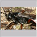 Episyron rufipes - Wegwespe w44b.jpg